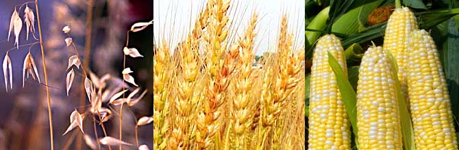 Овес, пшеница, кукуруза